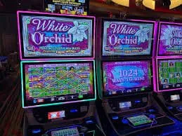 9999wine Cricket Wicket Win